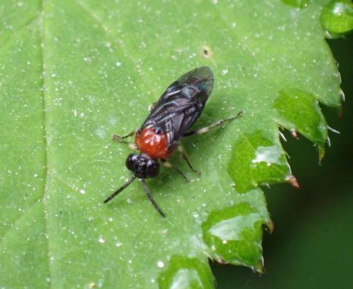 Réf. 288 682 : Eutomostethus ephippium